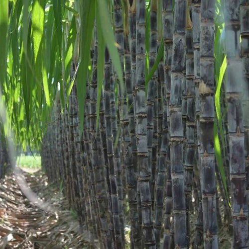 1000+ Sugar Cane Seeds, Sharing Pack, Rich in Sucrose Hybrid Make Suger Sweet Fruit Low-Maintenance High Sucrose Hybrid, Low Maintenance, Sweet Fruit for Home Gardening