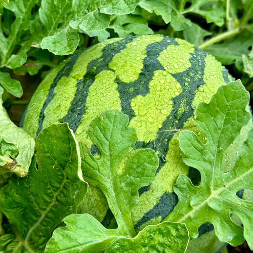 100 PCS Watermelon Seeds, for Planting , Seeded Watermelon, for Gardens